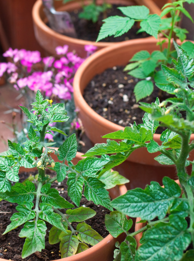 You could win $200 in the Westside Garden Competition! Whether y